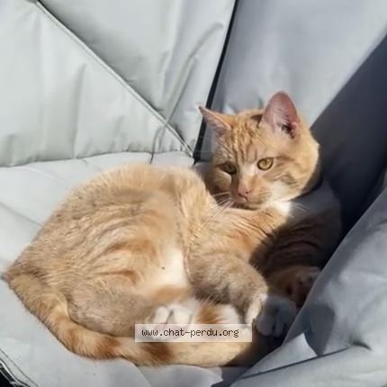 Photo 2/2 Chat retrouvé Perdu à Nodebais