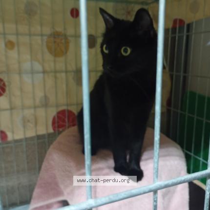 Photo 1/1 Chat trouvé Trouvé à Perpignan