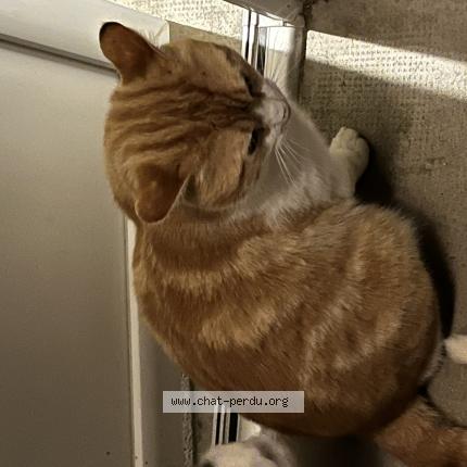 Photo 1/1 Chat trouvé Trouvé à Golfech