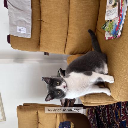 Photo 1/1 Zelda Chat perdu à Lencloitre