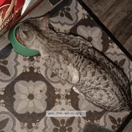 Photo 1/1 Chat trouvé Trouvé à Villeneuve d ascq