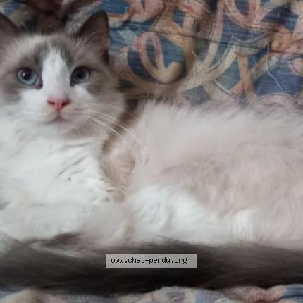 Photo 1/1 Nova Chat perdu à Parleboscq