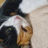 Photo de chat perdu à Huisserie