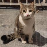 Photo de chat trouvé à Strasbourg