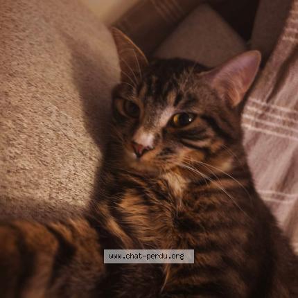 Photo 1/1 Altaïr Chat perdu à Chateaubernard