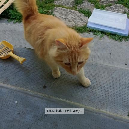 Photo de chat trouvé à Toulouse