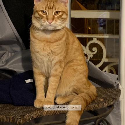 Photo de chat perdu à Nice