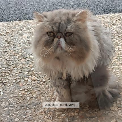 Photo 1/1 Chat trouvé Trouvé à Brest