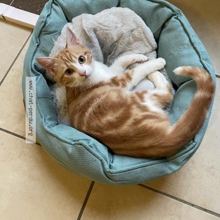 Photo de chat perdu à Sainte Foy D Aigrefeuille