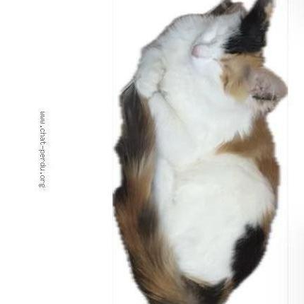 Photo 1/3 Patofa Chat perdu à Toulouse