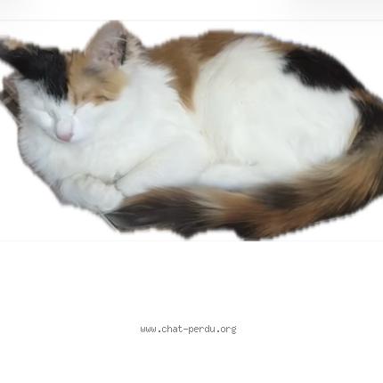 Photo 3/3 Patofa Chat perdu à Toulouse