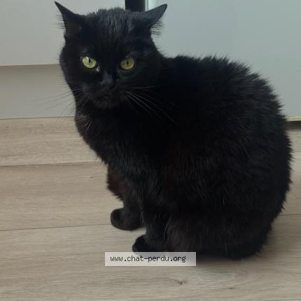Photo 1/1 Jina Chat perdu à Grand couronne