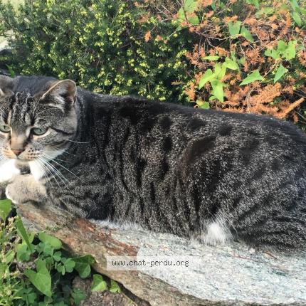Photo de chat perdu à Dompierre Sur Yon