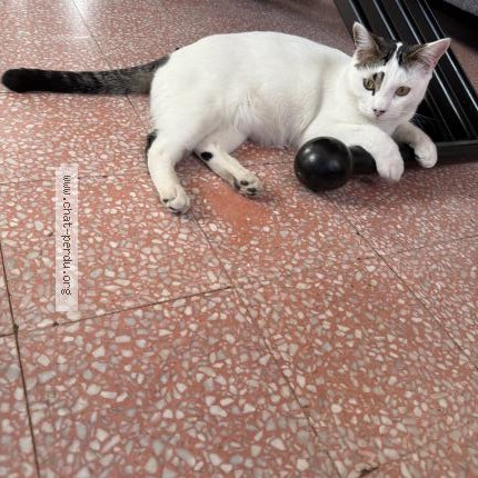 Photo de chat perdu à Roquefort Les Pins