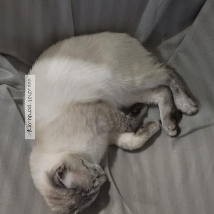 Photo de chat perdu à Gages