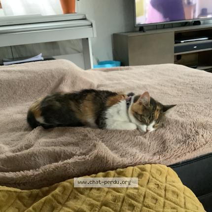 Photo 1/1 Chat retrouvé Perdu à Meylan