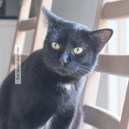 Photo de chat perdu à St Clement