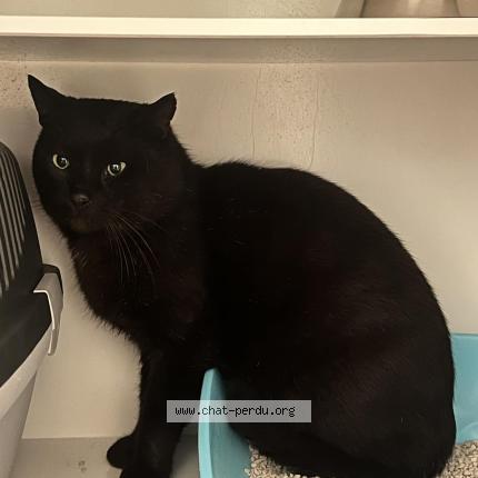 Photo de chat perdu à Brest