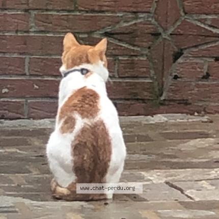 Photo de chat perdu à Etretat