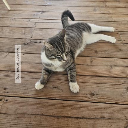 Photo de chat trouvé à Pelissanne