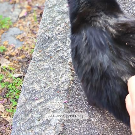 Photo de chat trouvé à Lyon