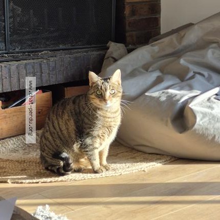 Photo 1/1 Zouzou Chat perdu à Le Grand Quevilly
