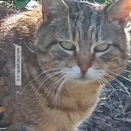 Photo de chat trouvé à Vienne