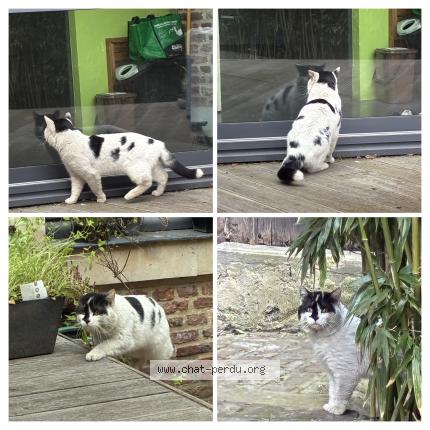 Photo de chat trouvé à Lille