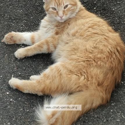 Photo de chat perdu à Challans