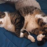 Photo de chat perdu à Limoges