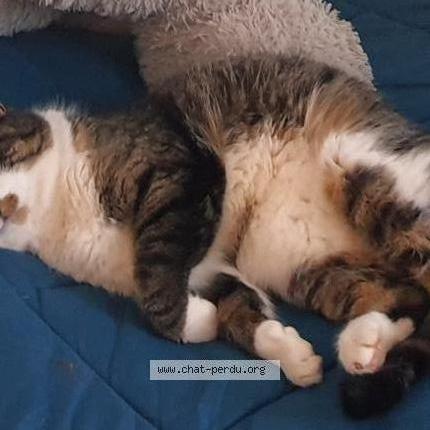 Photo 1/3 Cajou Chat perdu à Limoges