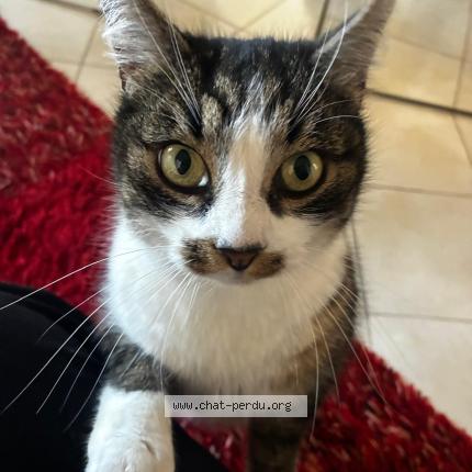 Photo 2/3 Cajou Chat perdu à Limoges