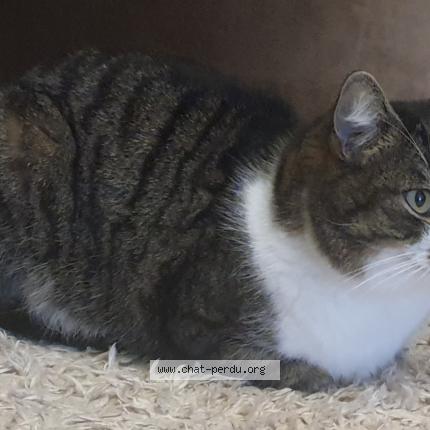 Photo 3/3 Cajou Chat perdu à Limoges