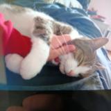 Photo de chat perdu à Bligny Les Beaune