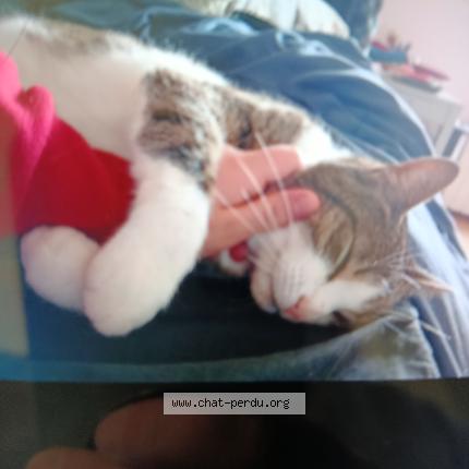 Photo 1/1 Onyx Chat perdu à Bligny les beaune