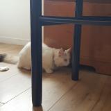 Photo de chat trouvé à Meaux