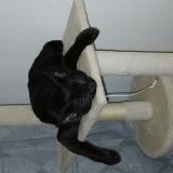 Photo de chat perdu à Tremblay En France