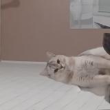 Photo de chat perdu à Sarre Union