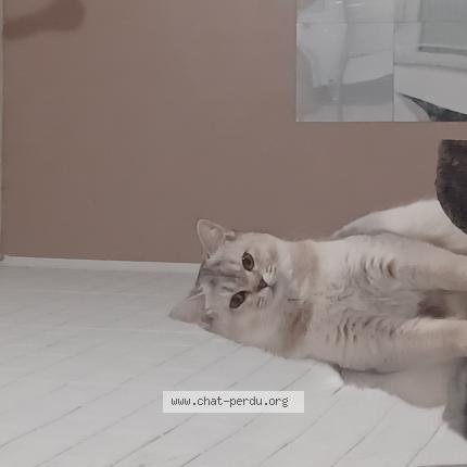 Photo 1/1 Umi Chat perdu à Sarre union