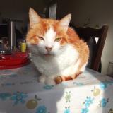 Photo de chat perdu à Frehel