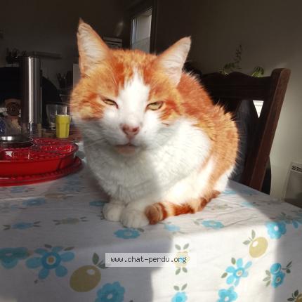 Photo 1/1 Garfield Chat perdu à Frehel