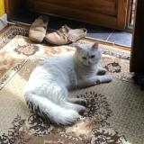 Photo de chat perdu à Grenoble