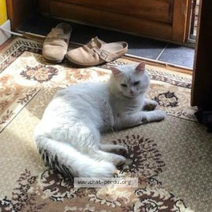 Photo 1/1 Sabicas Chat perdu à Grenoble