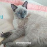 Photo de chat perdu à Biarritz