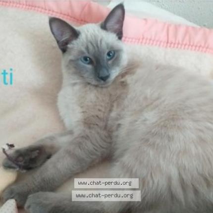 Photo 1/1 Titi Chat perdu à Biarritz