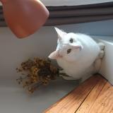 Photo de chat perdu à Castres