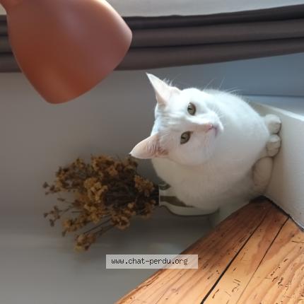 Photo 1/1 Halva Chat perdu à Castres