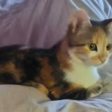 Photo de chat perdu à Conde Sur L Escaut