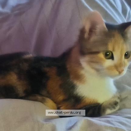 Photo 1/1 Minnie Chat perdu à Conde sur l escaut