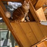 Photo de chat perdu à Val D Isere